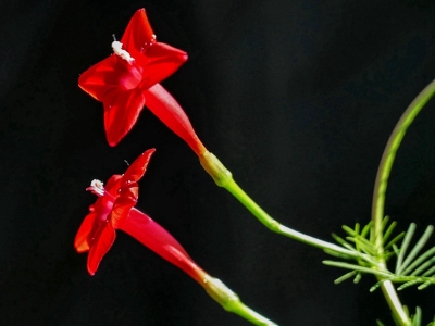 羽葉鳶蘿種子的最新報(bào)價(jià)是多少？