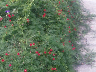 羽葉蔦蘿種子應(yīng)該去哪里買？