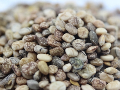 羽扇豆種子應(yīng)該去哪里購(gòu)買？