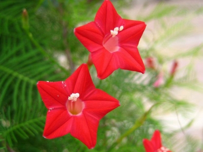 羽葉鳶蘿種子的播種時(shí)間是什么時(shí)候？