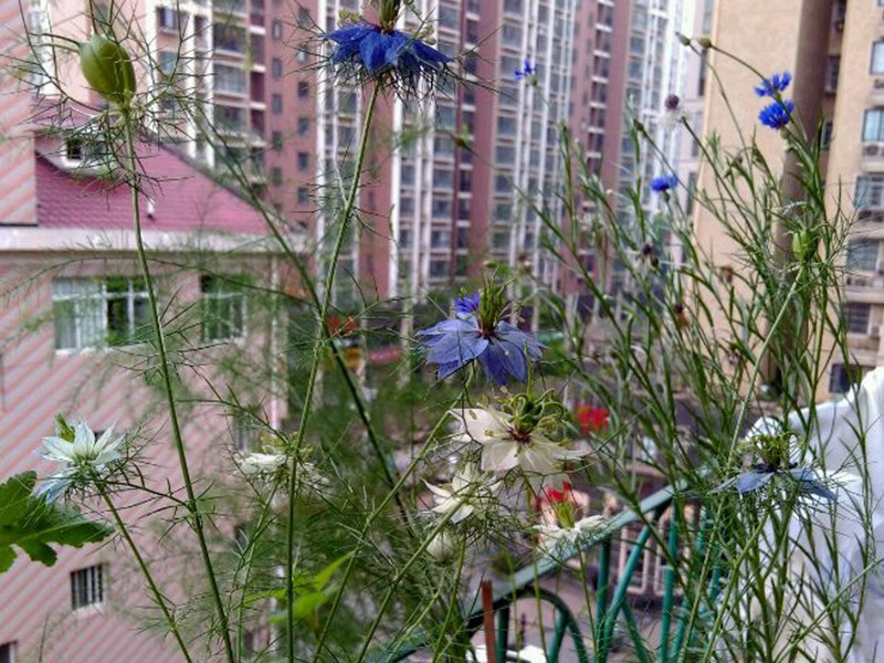 1594212644260011.jpg 9.jpg