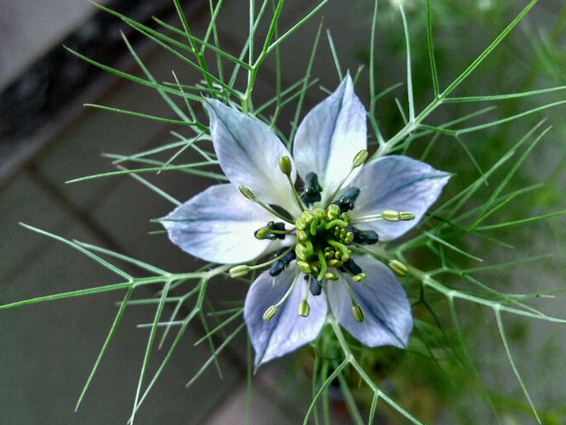 1594212647671827.jpg 10.jpg