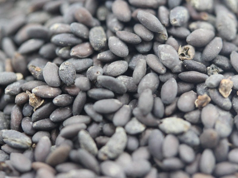 1594301208680213.jpg 鼠尾草 (3).JPG