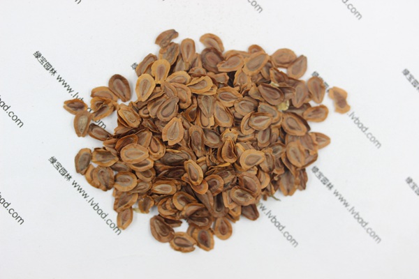 馬利筋種子 馬利筋種子