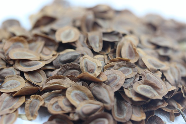 馬利筋種子 馬利筋種子