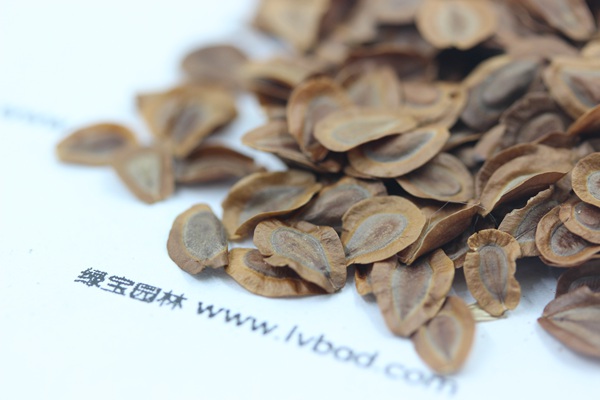 馬利筋種子 馬利筋種子