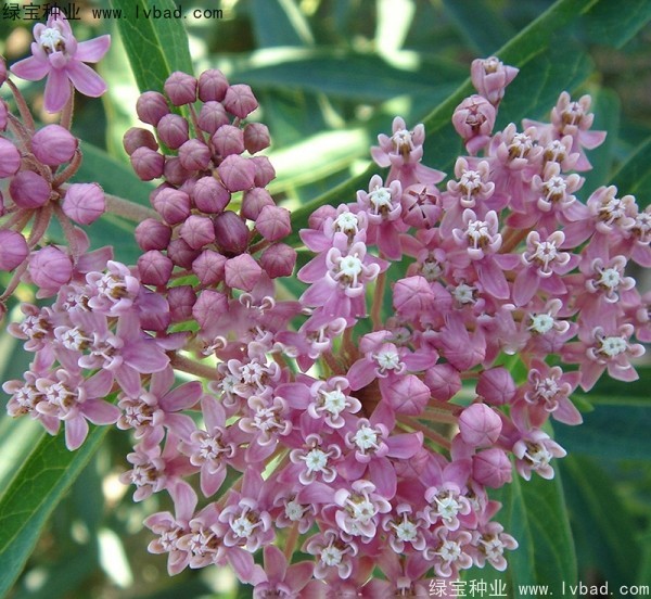 馬利筋種子 馬利筋種子