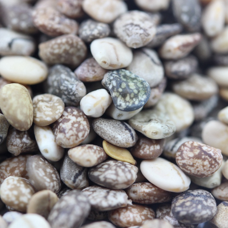 1594825178981543.jpg 羽扇豆 (4).JPG