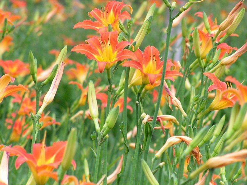 1596026956537705.jpg 1.jpg