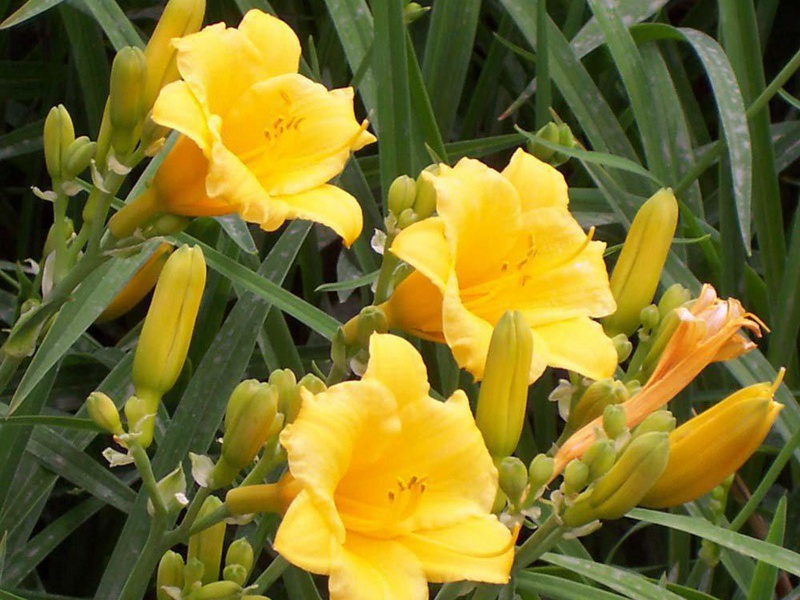 1596026961830340.jpg 11.jpg