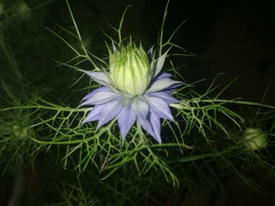 黑種草種子可以去哪里購買？