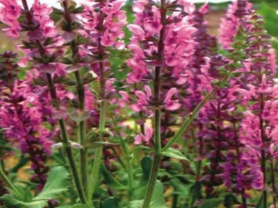 芳香鼠尾草種子應(yīng)該去哪兒批發(fā)？