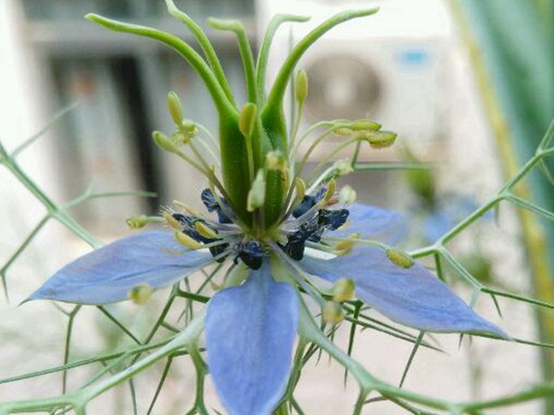 1596707124751088.jpg 4.jpg