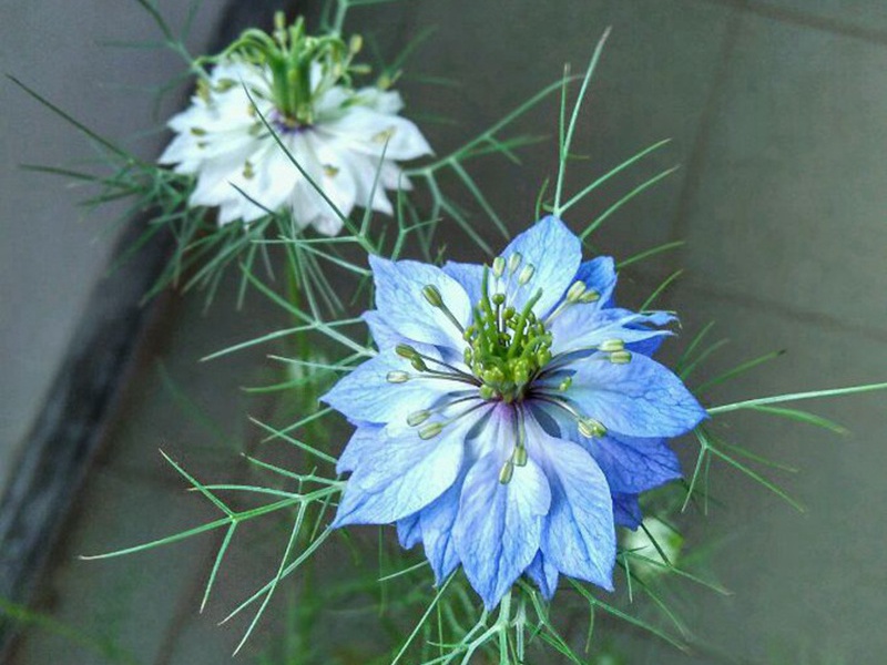 1596707127336180.jpg 6.jpg