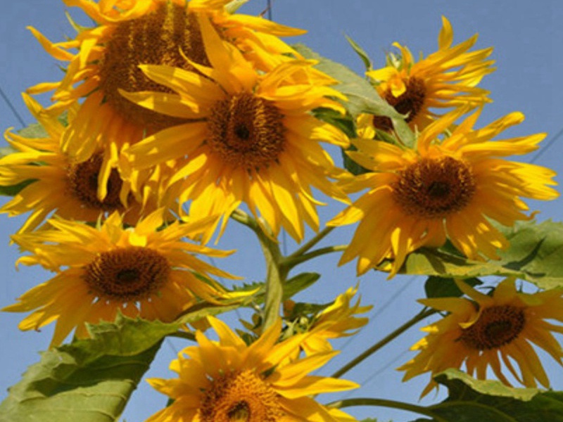 1596803355689058.jpg 1.jpg