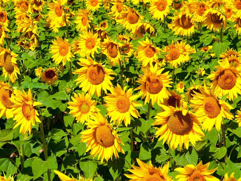 1596803360141789.jpg 6.jpg