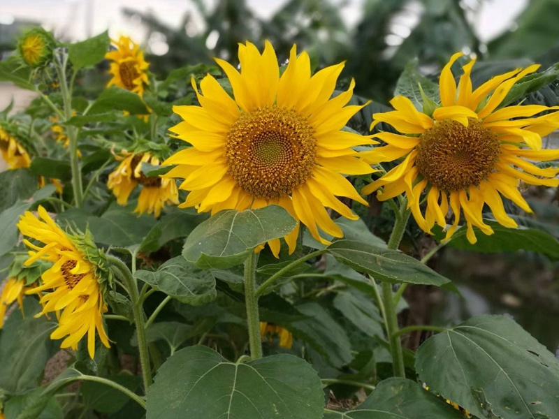 1596803362581710.jpg 10.jpg