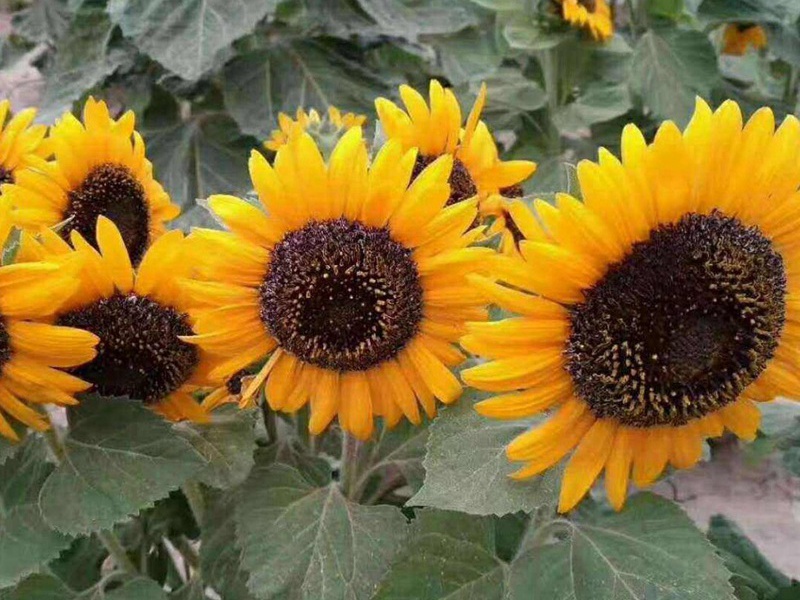 1596803365141627.jpg 9.jpg