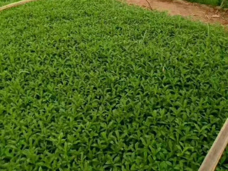 1597549041301142.jpg 5.jpg