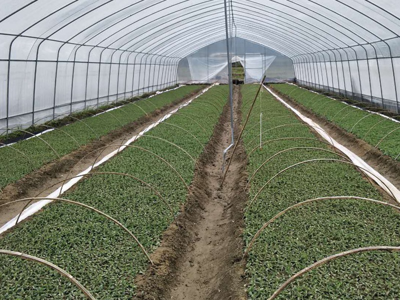 1597549048474126.jpg 2.jpg