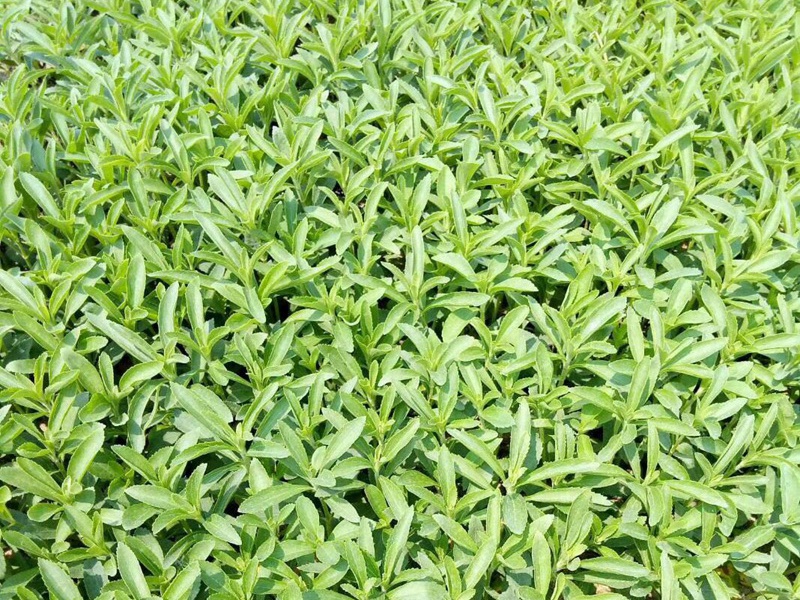 1597549051488065.jpg 1.jpg