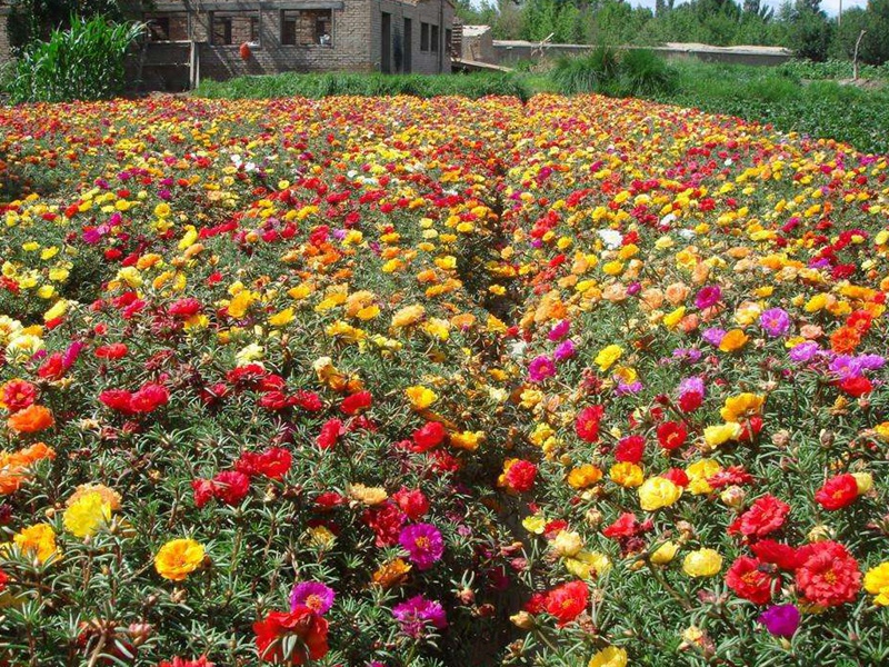 1598018074526191.jpg 7.jpg