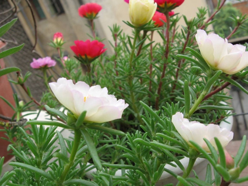 1598018077889845.jpg 2.jpg