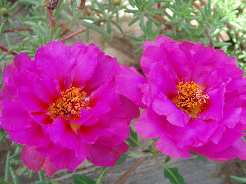 1598018087970307.jpg 4.jpg