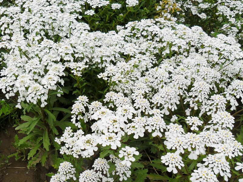 1598531551628745.jpg 6.jpg