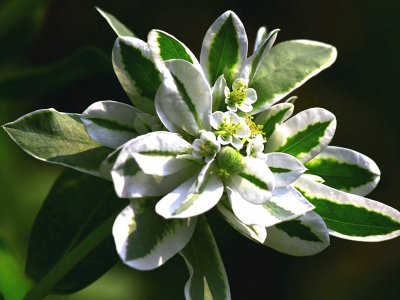 1598620778423357.jpg 6.jpg