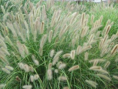 觀賞狼尾草種子應(yīng)該去哪兒批發(fā)？