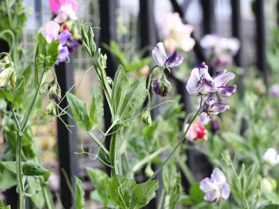 香豌豆種子應(yīng)該在什么時候播種？