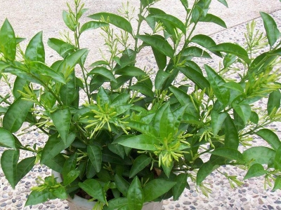 夜來香種子可以去哪買？