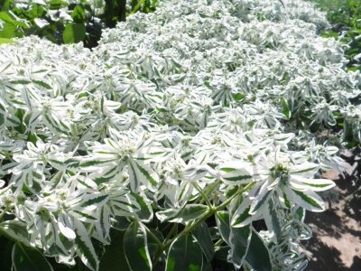 銀邊翠種子可以去哪兒批發(fā)？