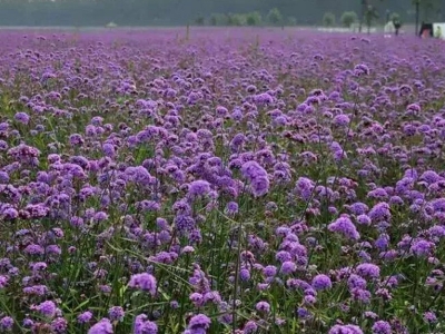 闊葉馬鞭草每畝地種子應(yīng)該播種多少？