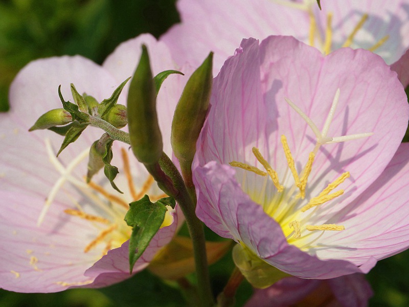 1599055354693534.jpg 10.jpg