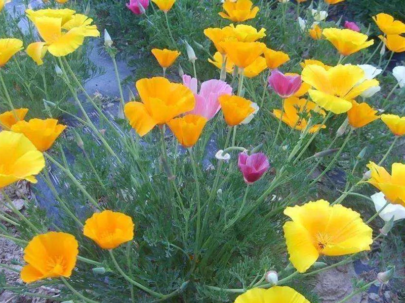 1599398345435462.jpg 2.jpg