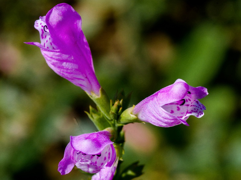 1599833956144556.jpg 4.jpg