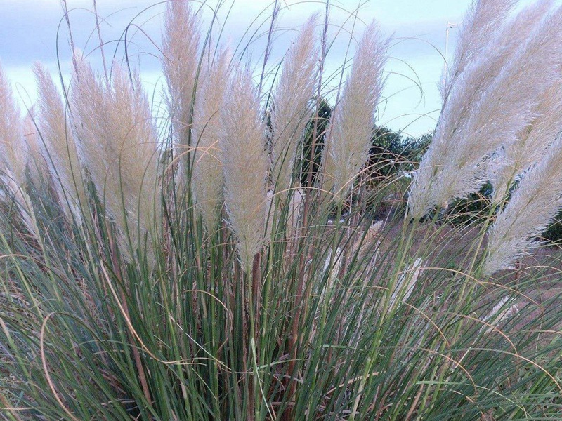 1599834214588176.jpg 7.jpg