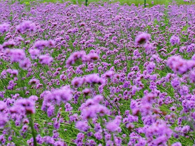 1600003754538769.jpg 4.jpg