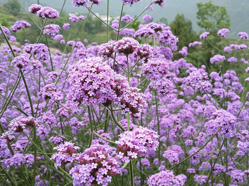 1600003844797379.jpg 5.jpg