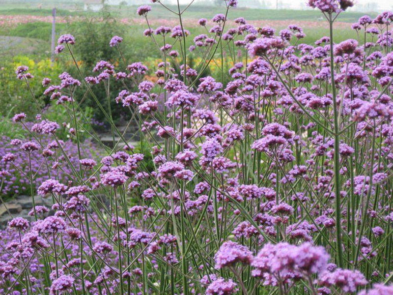 1600003848515341.jpg 3.jpg