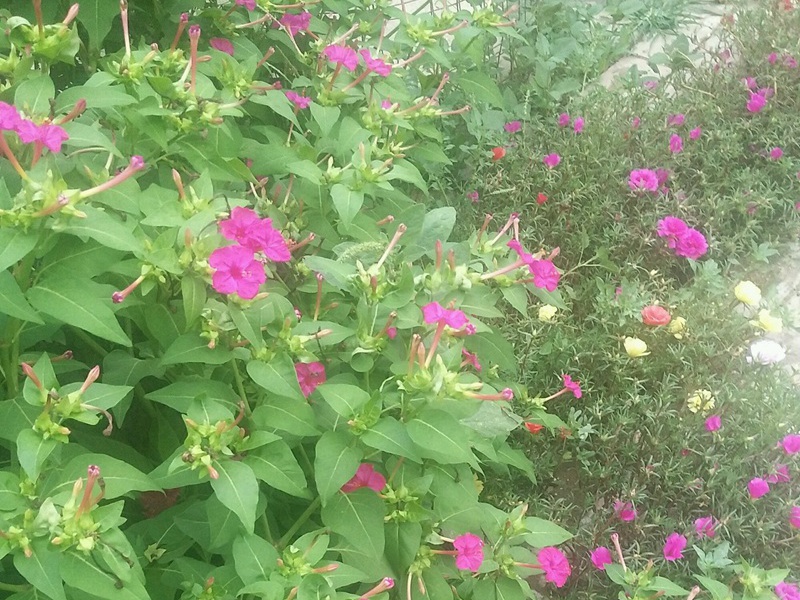 1600049844606515.jpg 2.jpg