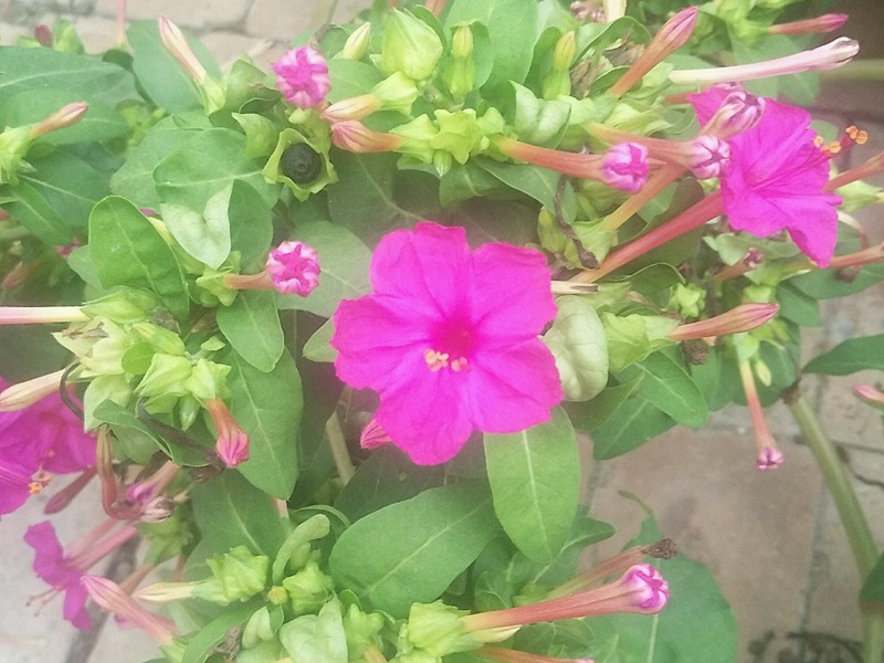 1600049848953361.jpg 3.jpg