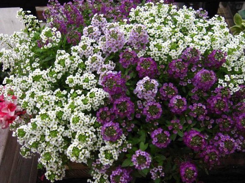 1600265184177564.jpg 10.jpg