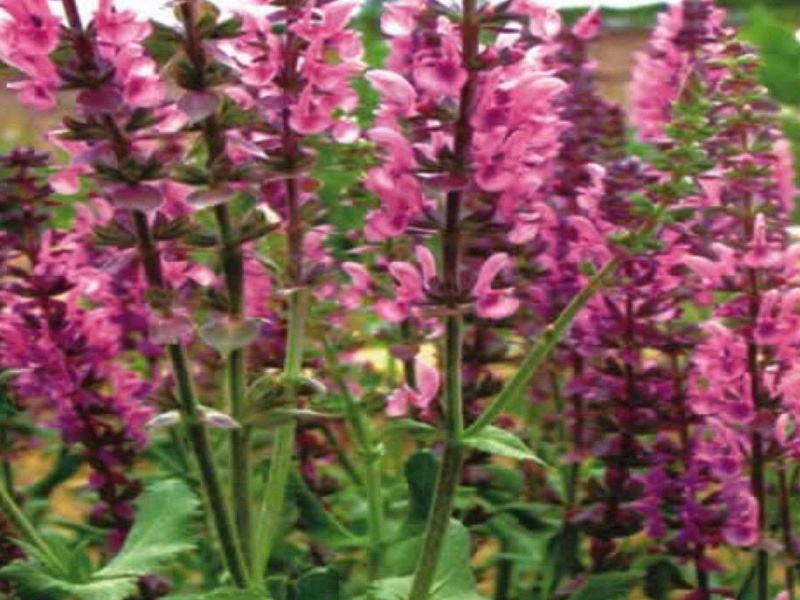 1600759262531986.jpg 1.jpg