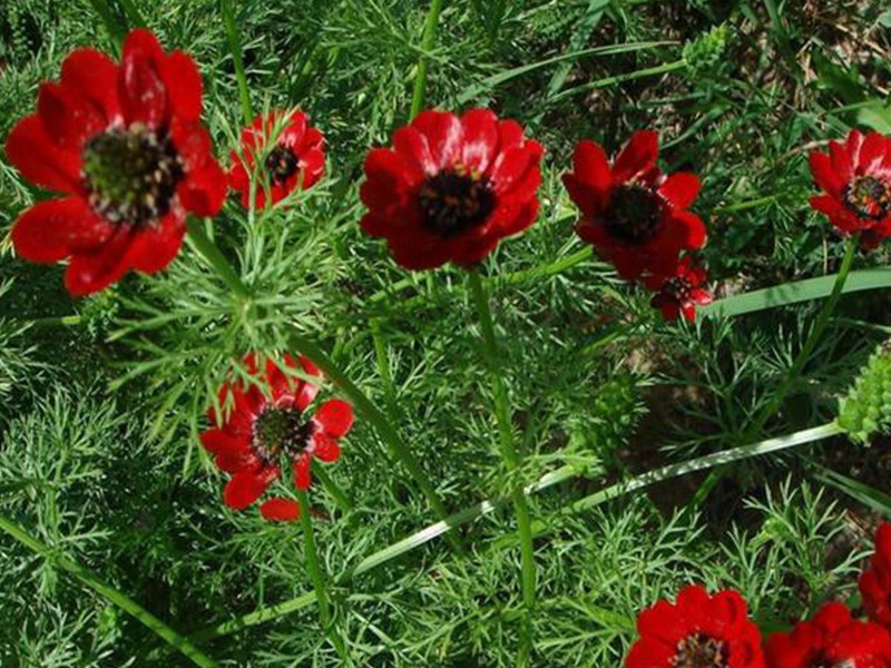 1600760266955597.jpg 1.jpg