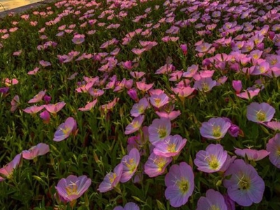 美麗月見草可以盆栽嗎？