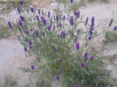 什么時間種植沙打旺種子比較好？