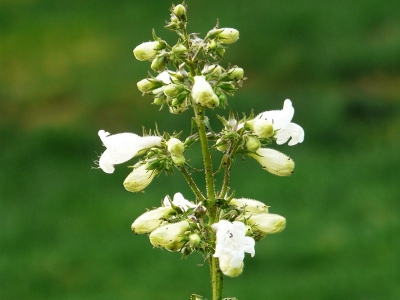 釣鐘柳種子該去哪購(gòu)買(mǎi)？